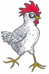 old chicken