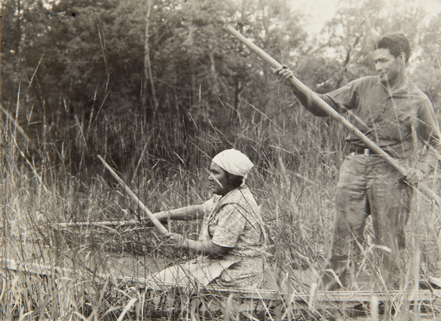 wild rice harvest