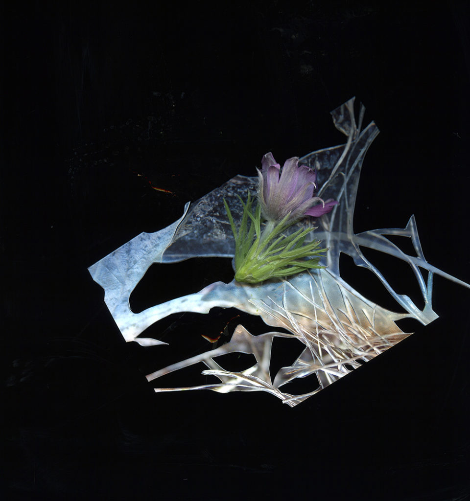 Seeing Plants Vision and Botany in Contemporary Art Mn Artists