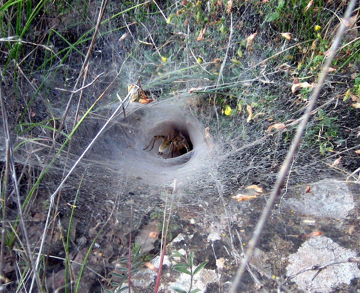 1200px-Spider_web_Teruel