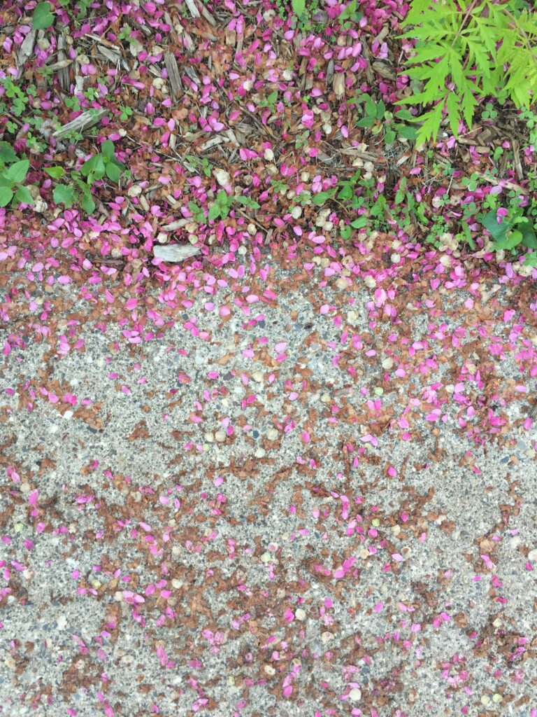 Pink petals and green leaves on a gray sidewalk