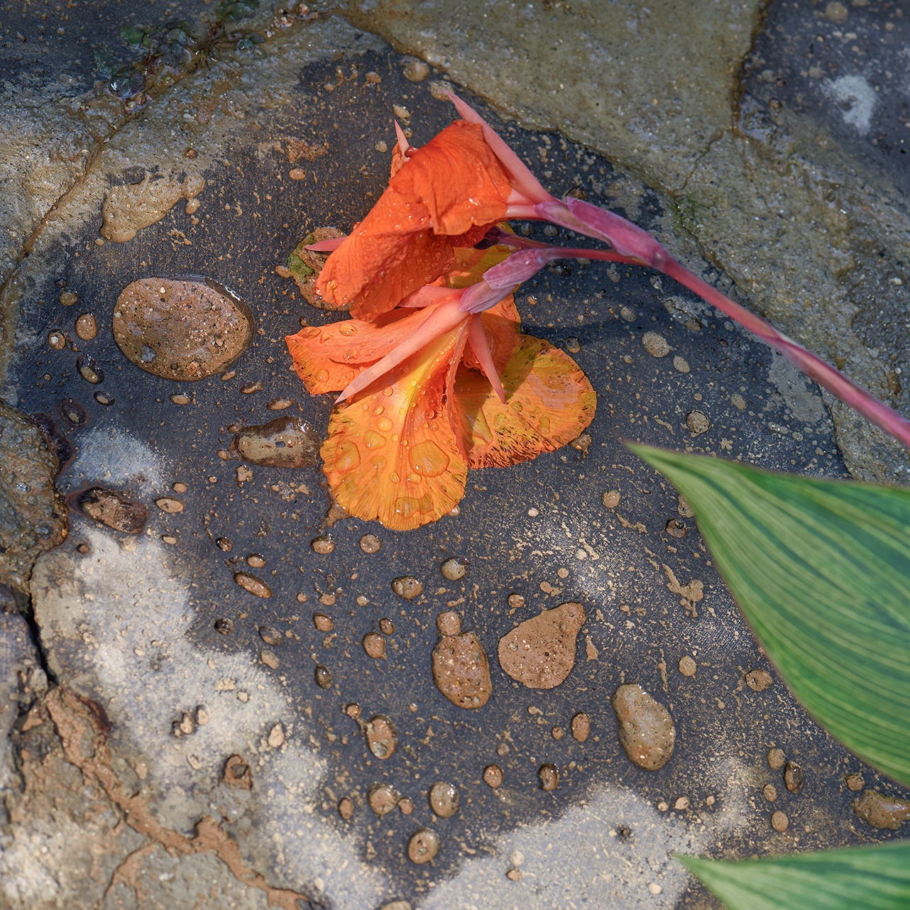 Orange flower covered with water droplets, on a wet brown rock.