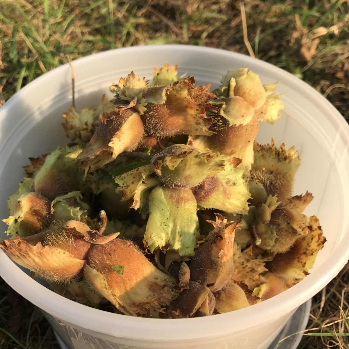 Fresh green and brown hazelnuts in white container.