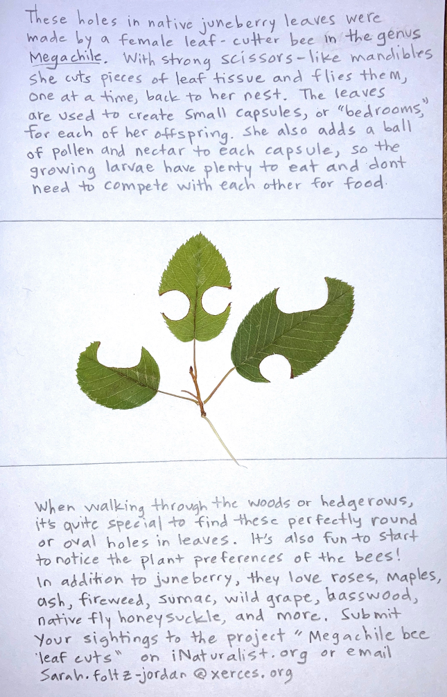 Two handwritten paragraphs of white paper, with pressing of three green leaves with cuttings from bees.