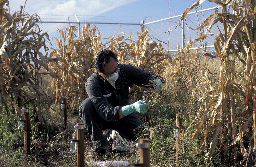 Person wearing face mask and blue gloves squats in patch of tall yellow plants.