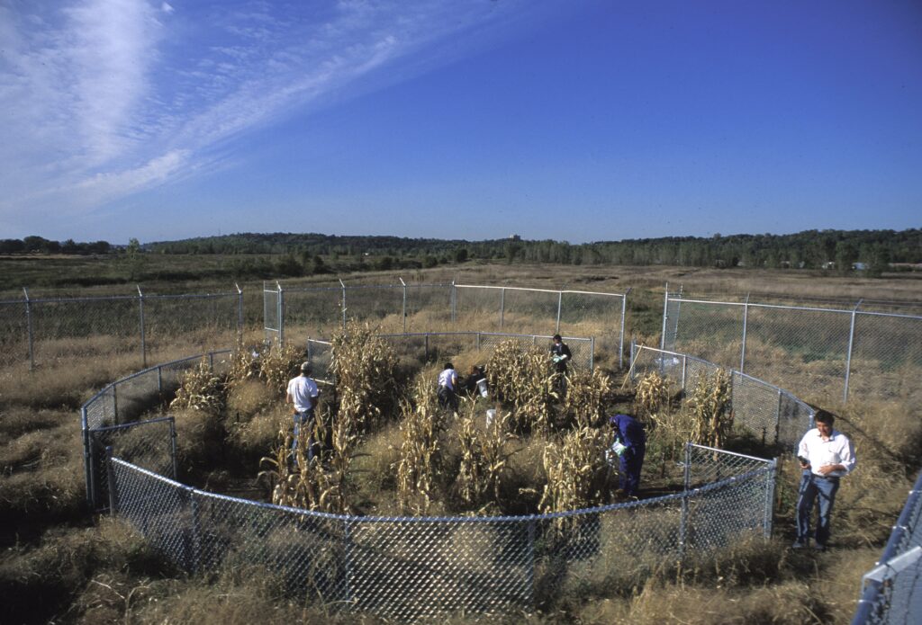 Group of people tend to yellow plants surrounded by metal fence, with blue sky.