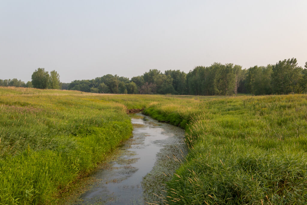 Creek with green grasses on either side, and low grove of trees in background against clear sky.