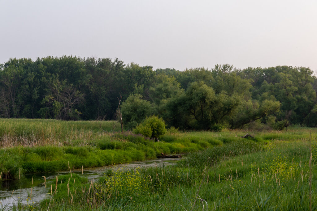 Creek crosses through green grasses, with stand of green trees in background.