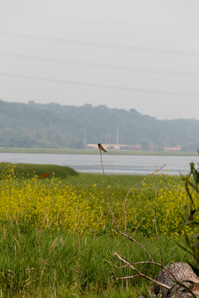 Brown bird rests on thin vertical branch, above green grass and yellow flowers, with river, trees, and wastewater treatment plant in background.