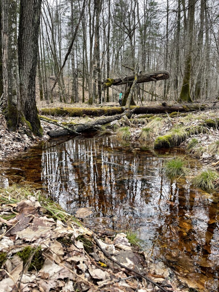 Person in turquoise jacket stands far away in the woods, with leaves and creek in foreground.