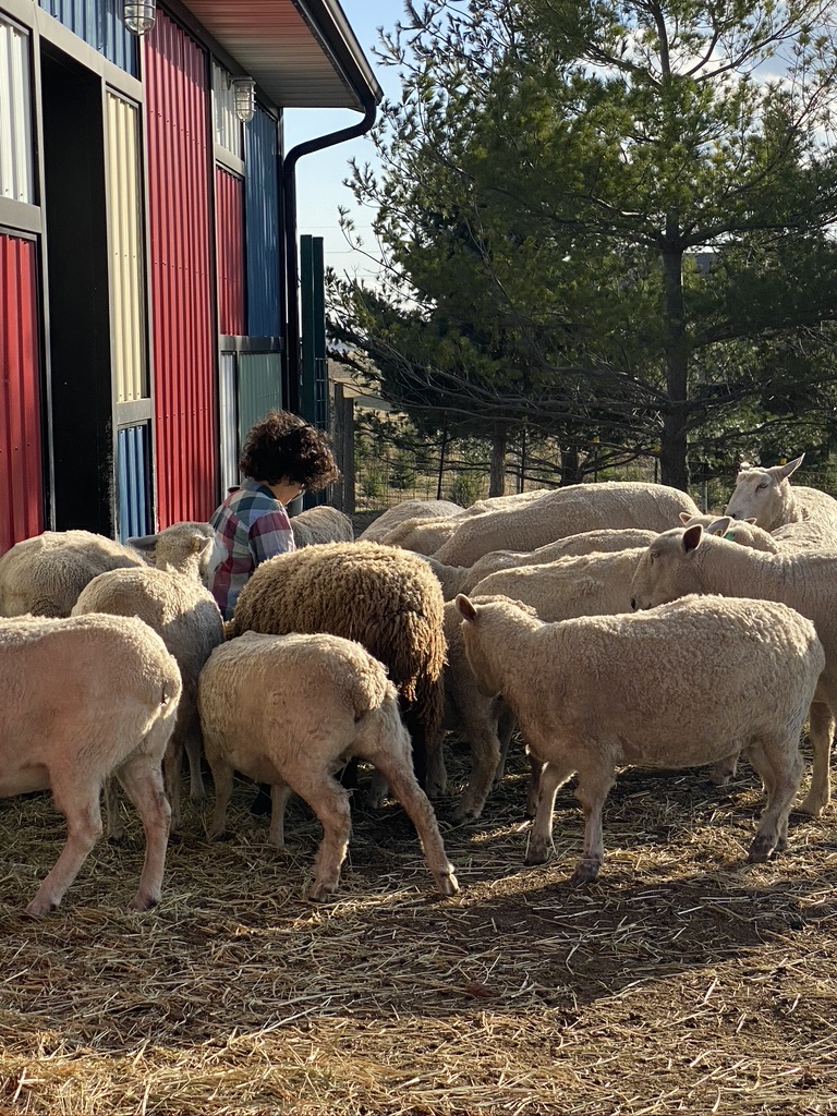 Flock of sheep surrounds person with dark curly hair sitting by red barn.