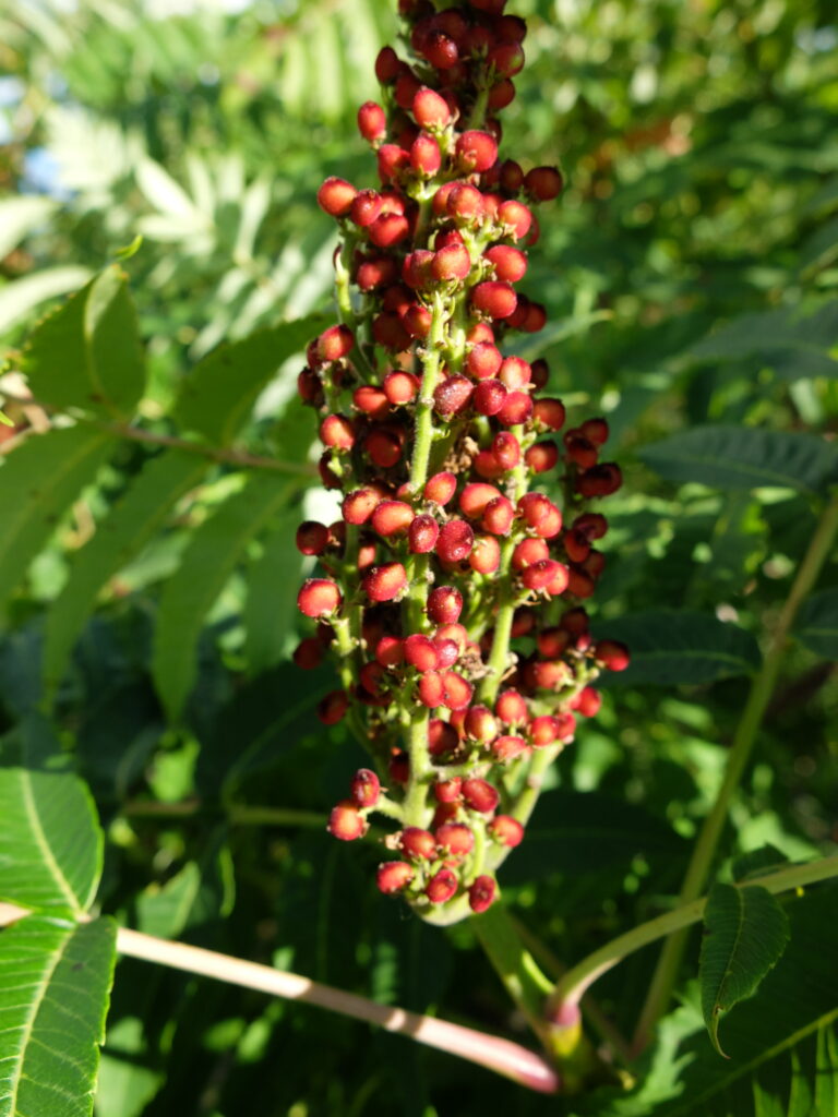 Sumac plant with many red berries and green leaves in background.