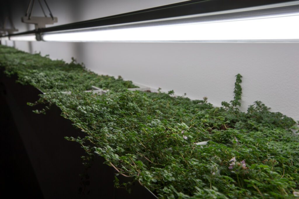 Many green thyme plants under long fluorescent tube light.