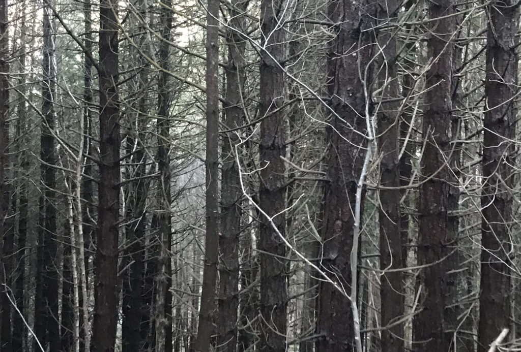 Dense forest of tall trees with no leaves.