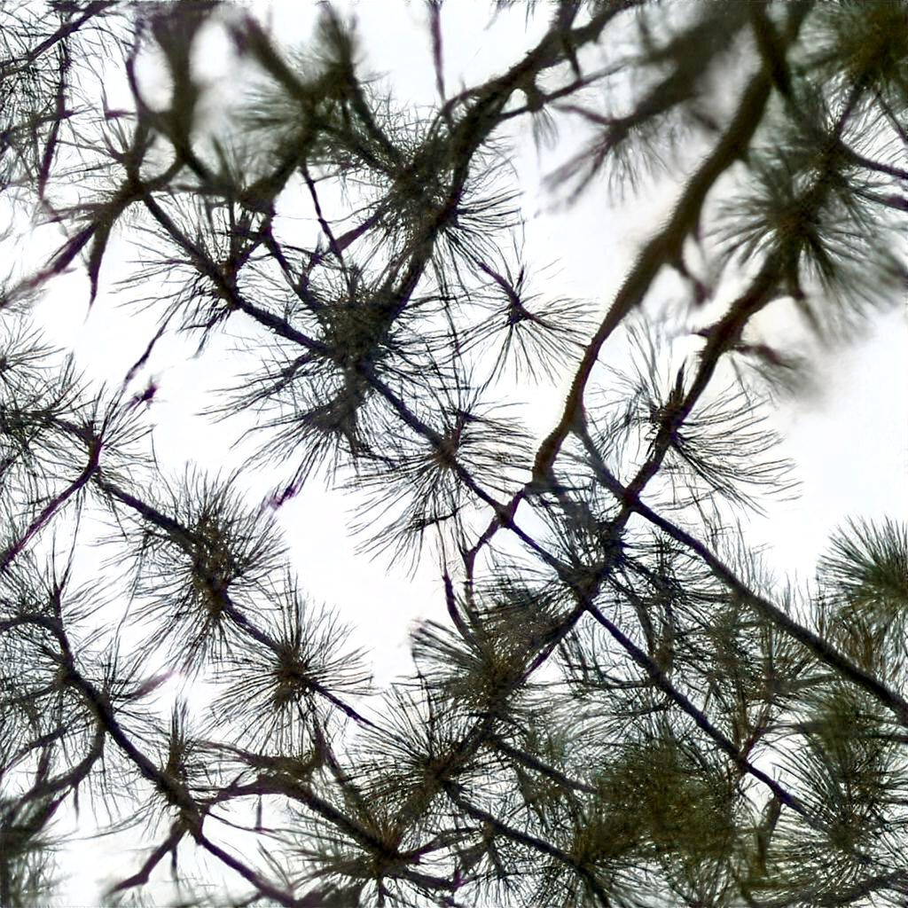 Digitally manipulated image of pine needles in grid-like formation on white background