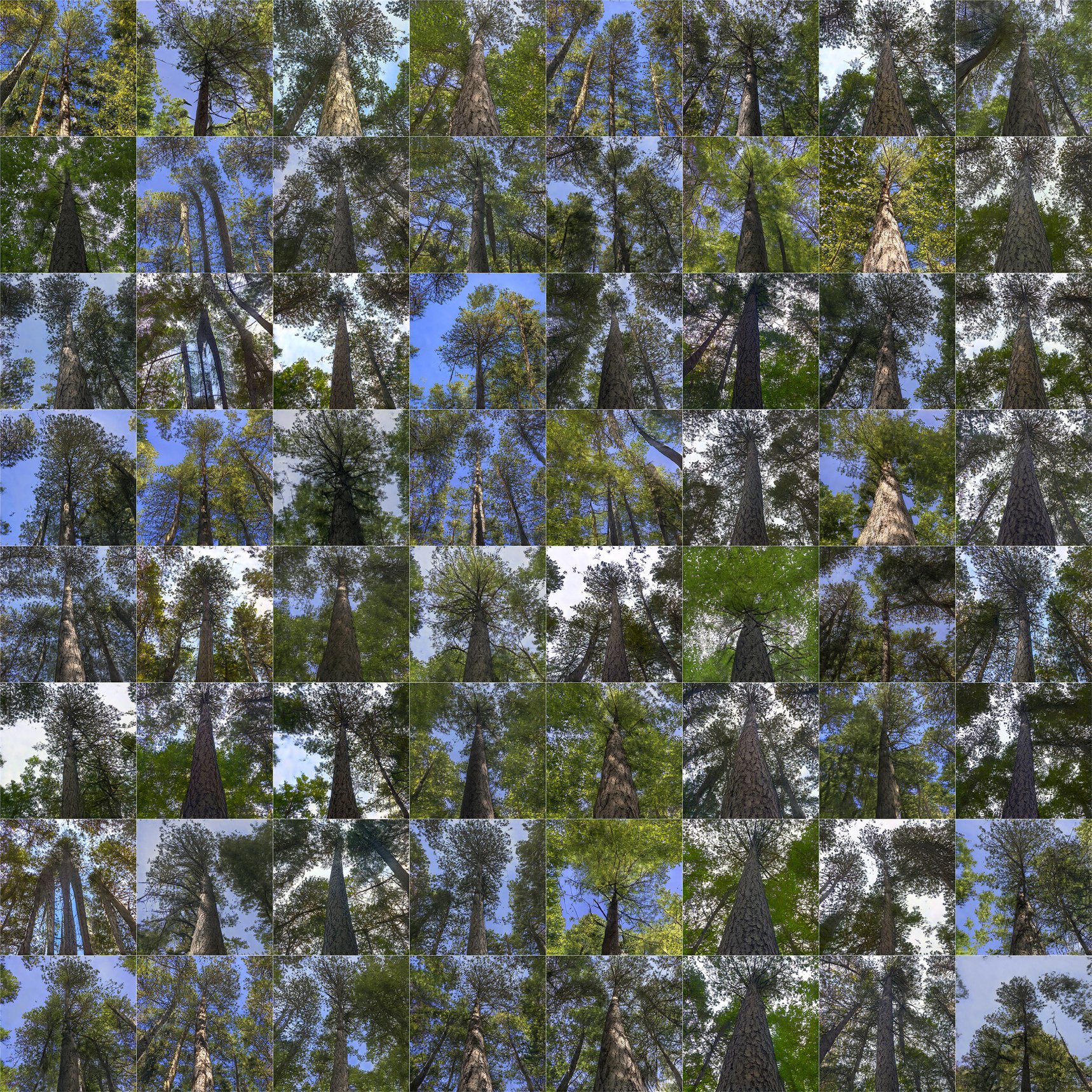 Grid of many photos of pine trees, with blue and gray skies.