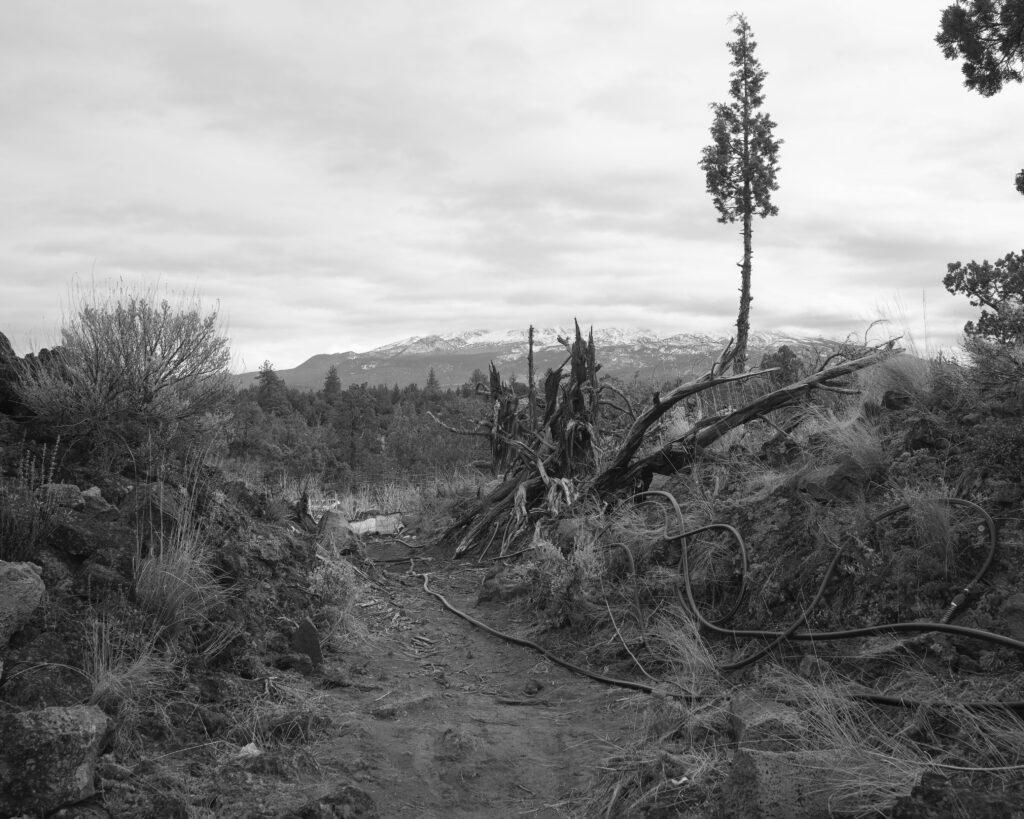 Black and white photo of landscape with brush, single conifer tree rising above other vegetation, and snowcapped mountain in background.