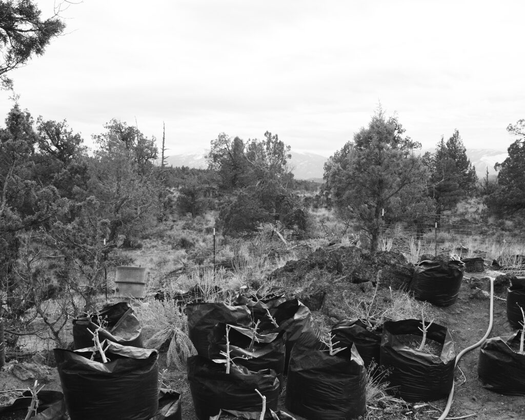 Black and white photograph of grove of trees in background, and saplings in black plastic bags.