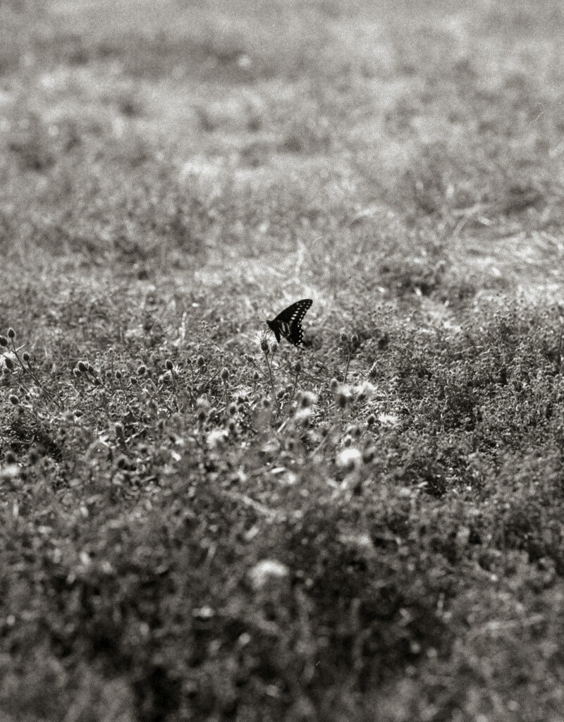 Butterfly lands on grass with small flowers.