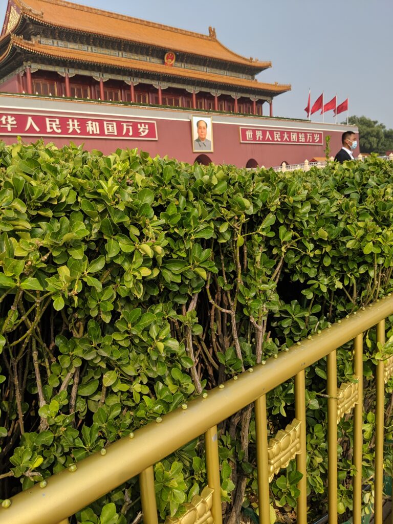 Gold fence and thick green hedge, with Tiananmen Gate and person in surgical mask in background.