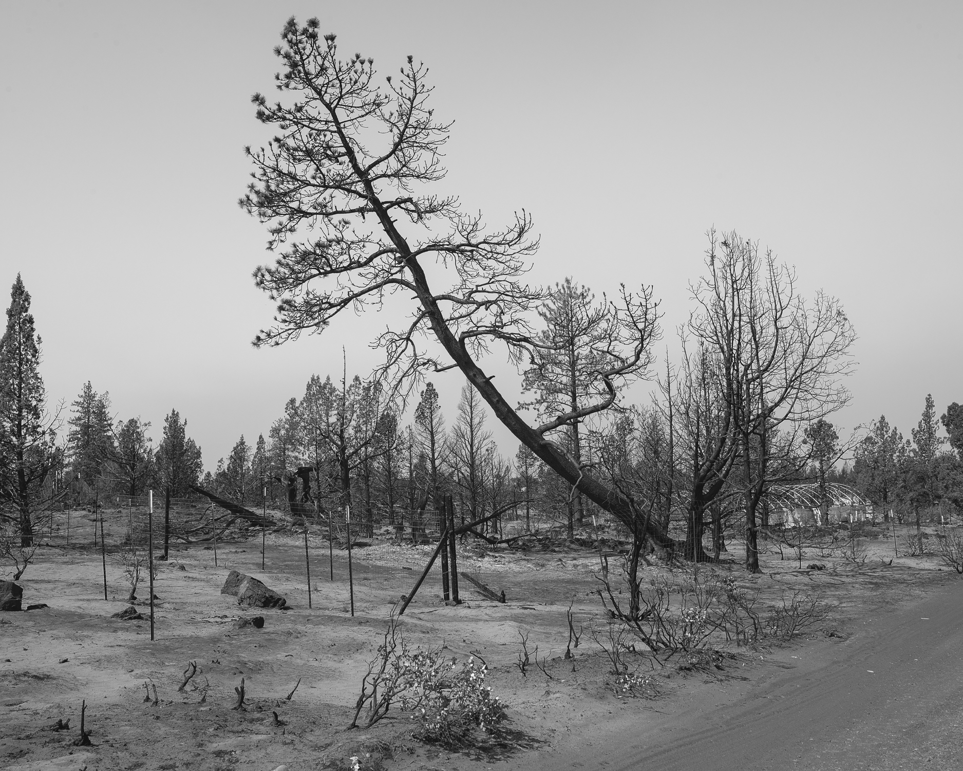 Black and white photo of tall, sparse tree growing at a 45-degree diagonal, surrounded by smaller trees.