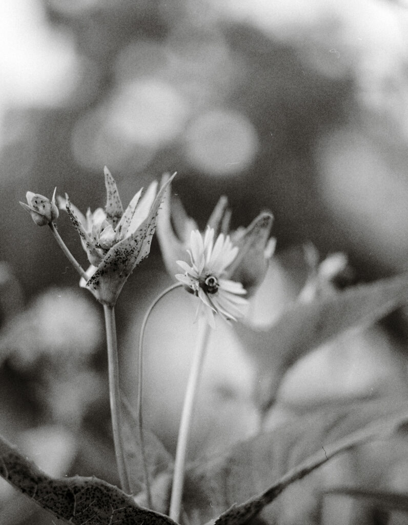 Bee lands on white flower.