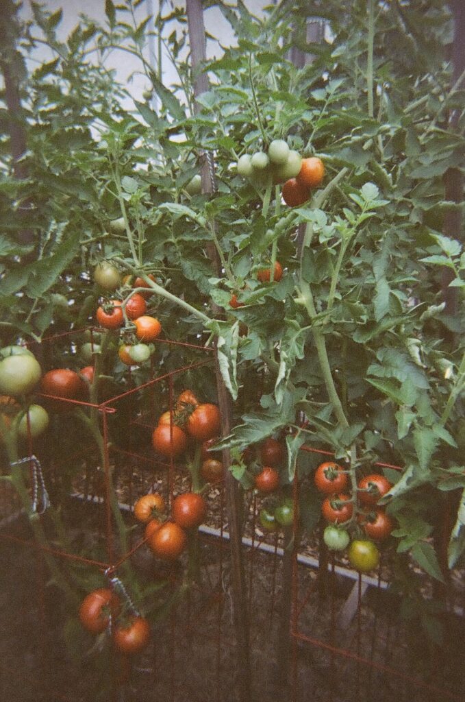 Close-up of tomato plants with red and green tomatoes.