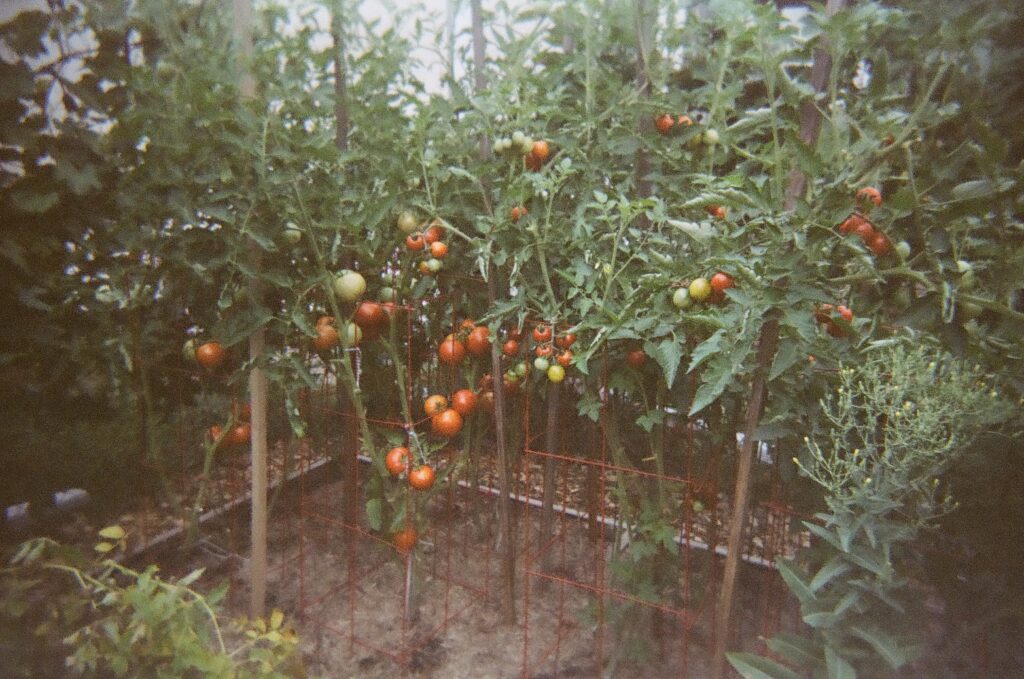 Tall tomato plants with many ripe and unripe tomatoes.