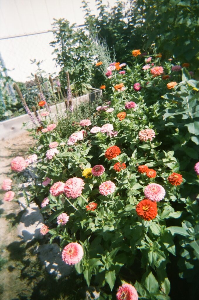 Garden plot with red and pink zinnias.
