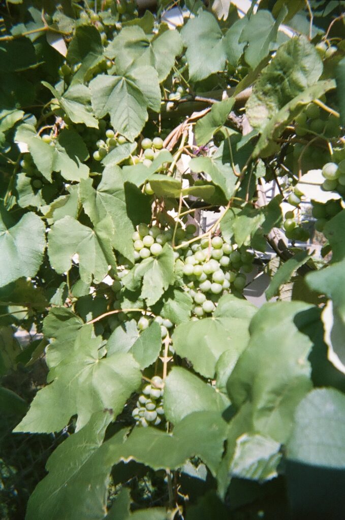Grapevines with green grapes.