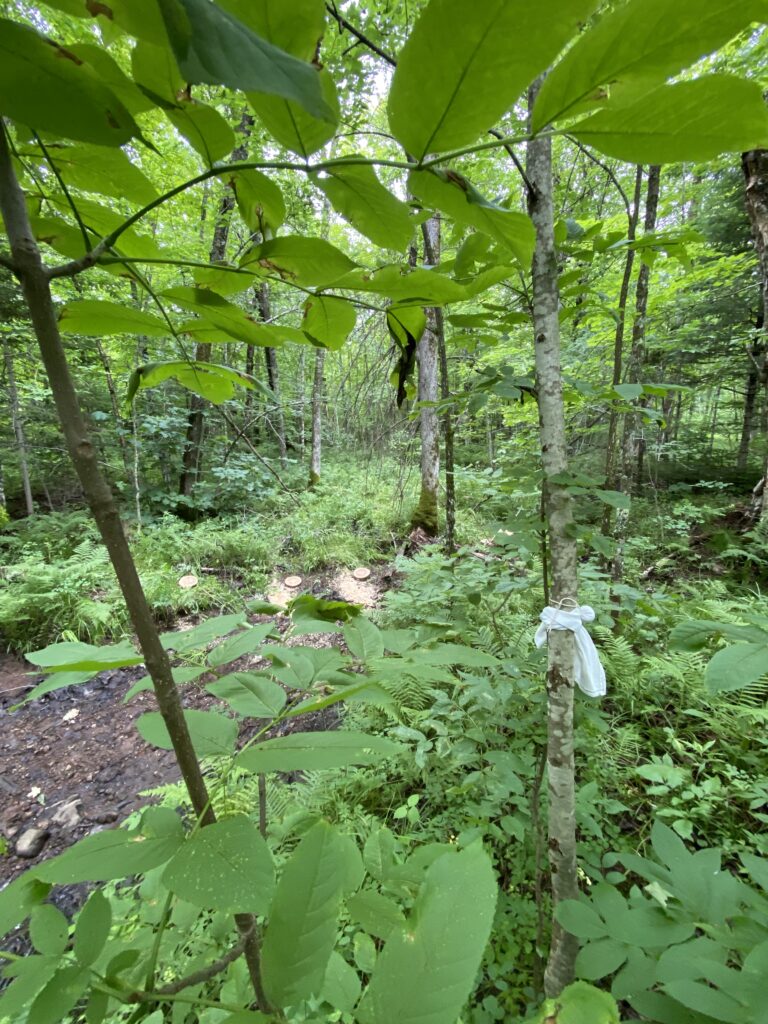 Leafy green forest with white tie on tree in foreground.