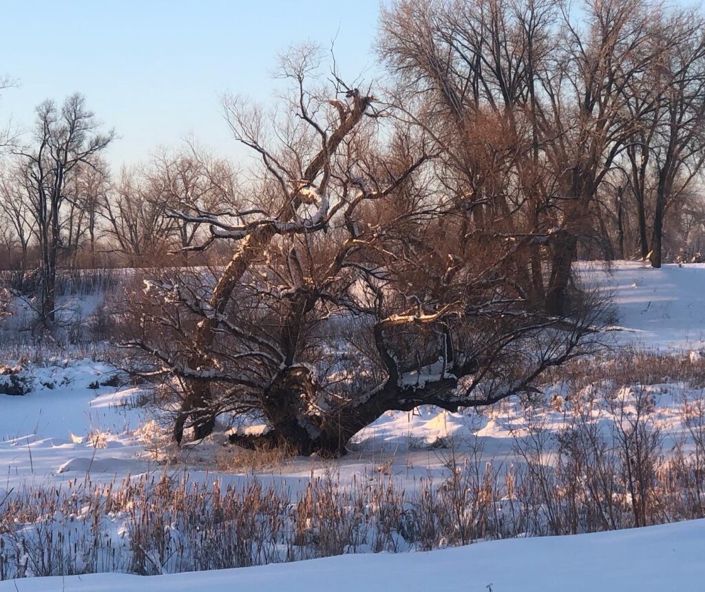 Oak tree with bent trunk in stand of leafless trees and snow-covered field.