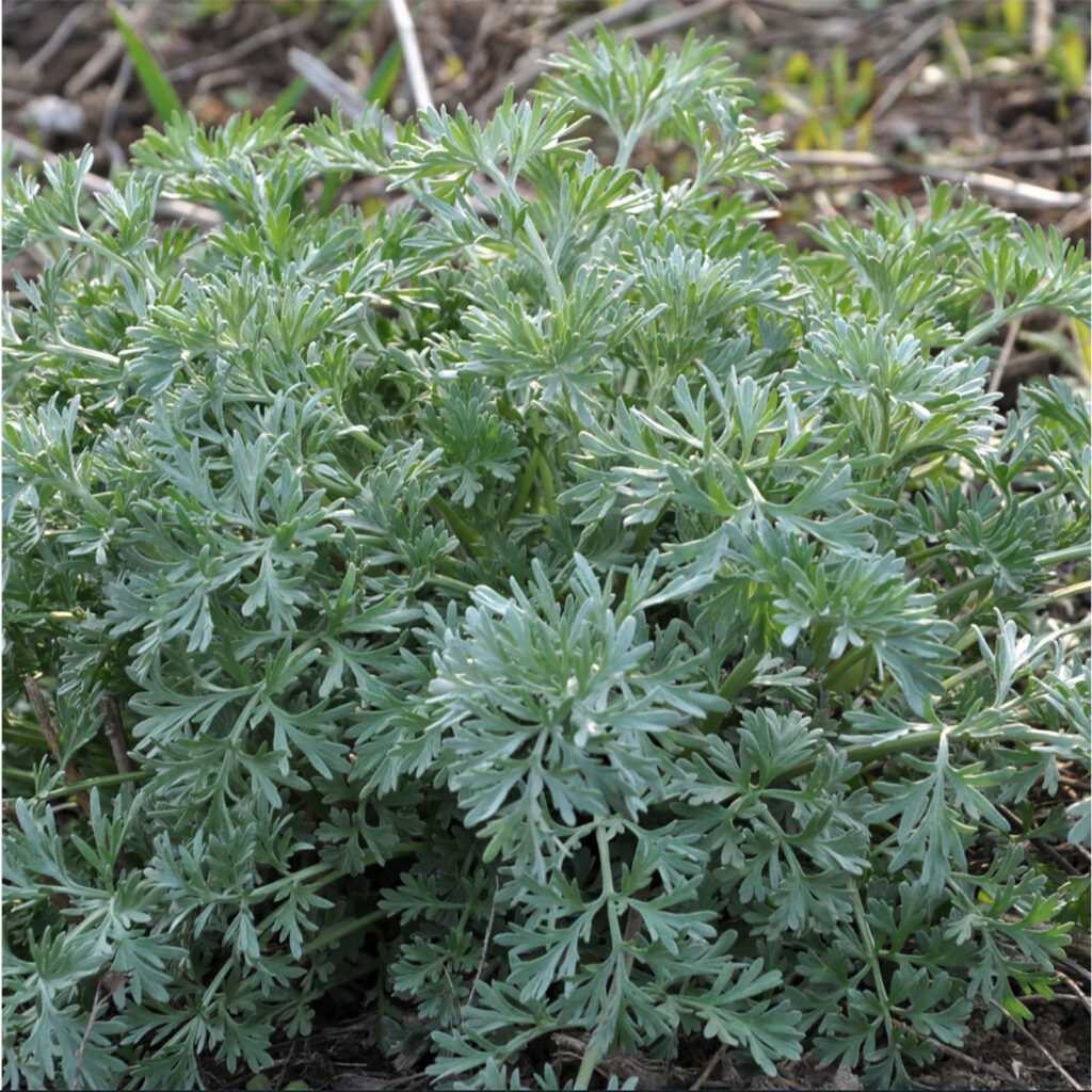 Close up of patch of wormwood