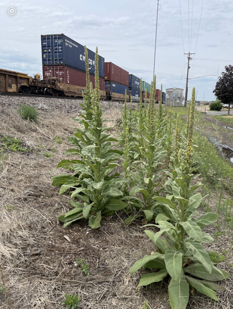 Tall mullein plants with stacked train cars in the background