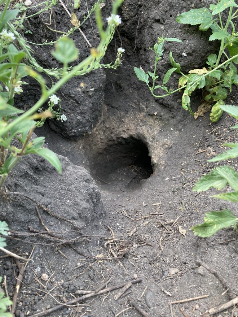 Hole in black dirt with plants at perimeter