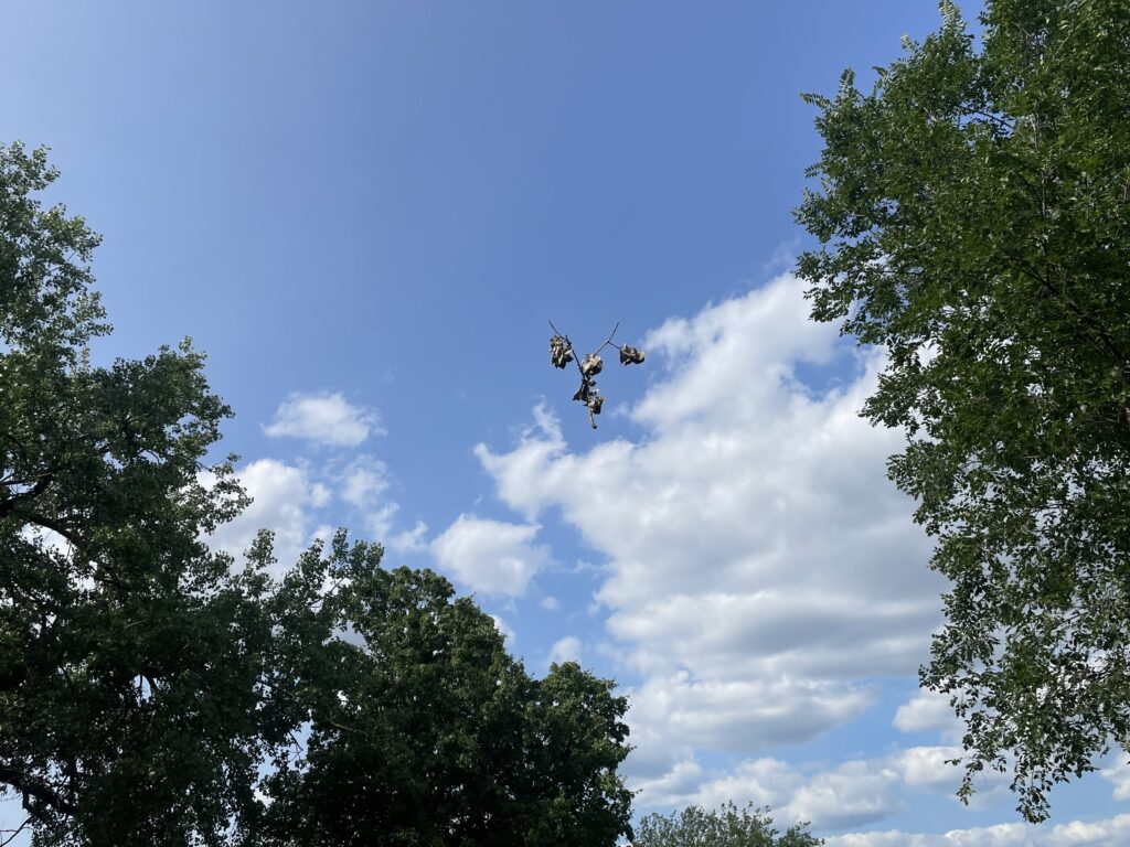 A branch floats in mid-air between two trees, with a blue sky with clouds behind.