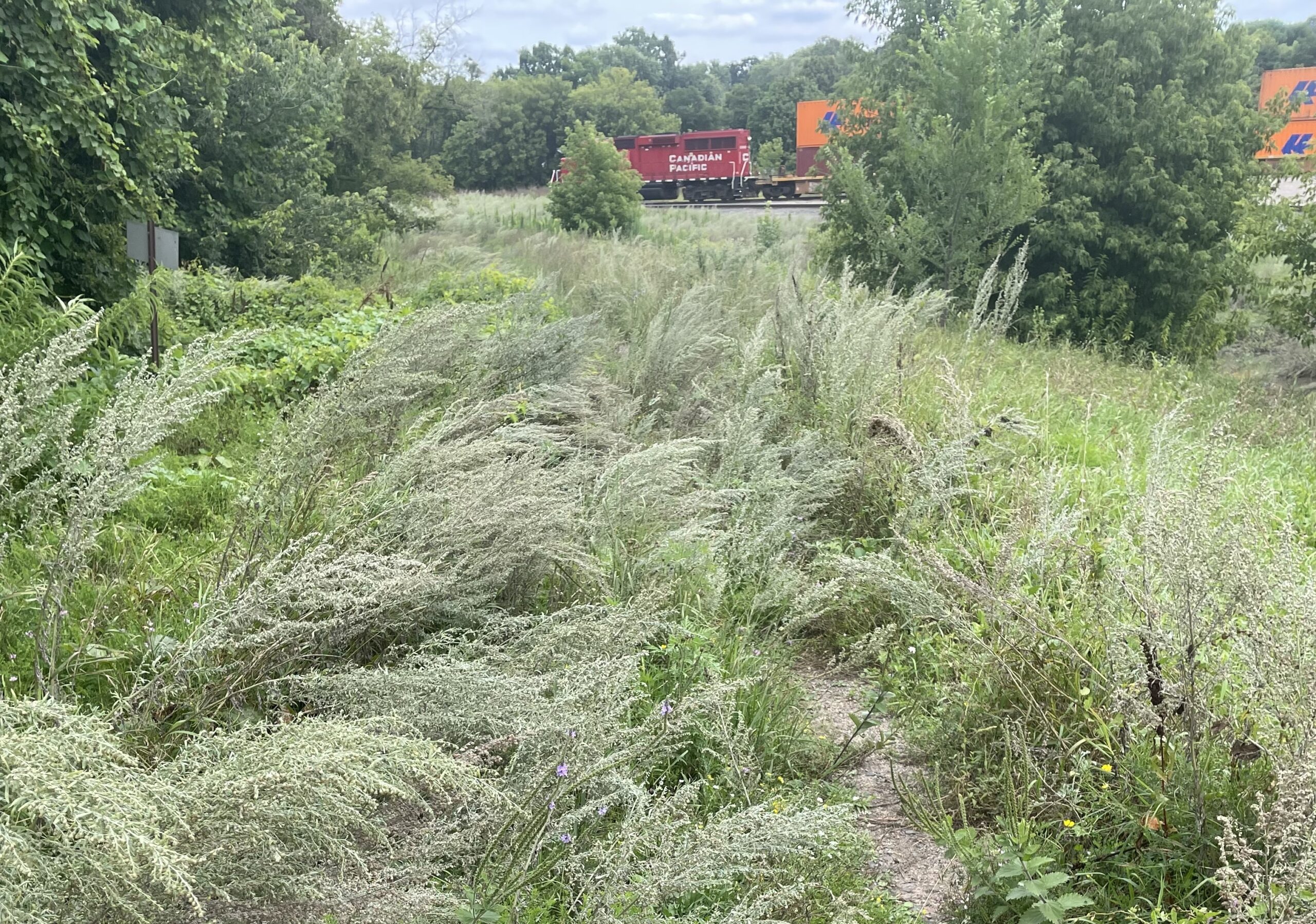 A field of tall plants, or weeds, with red and orange train cars in the distance